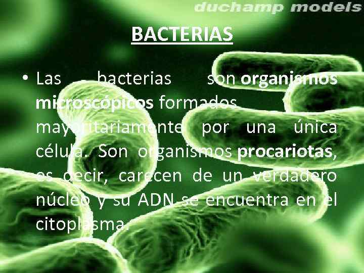 BACTERIAS • Las bacterias son organismos microscópicos formados mayoritariamente por una única célula. Son