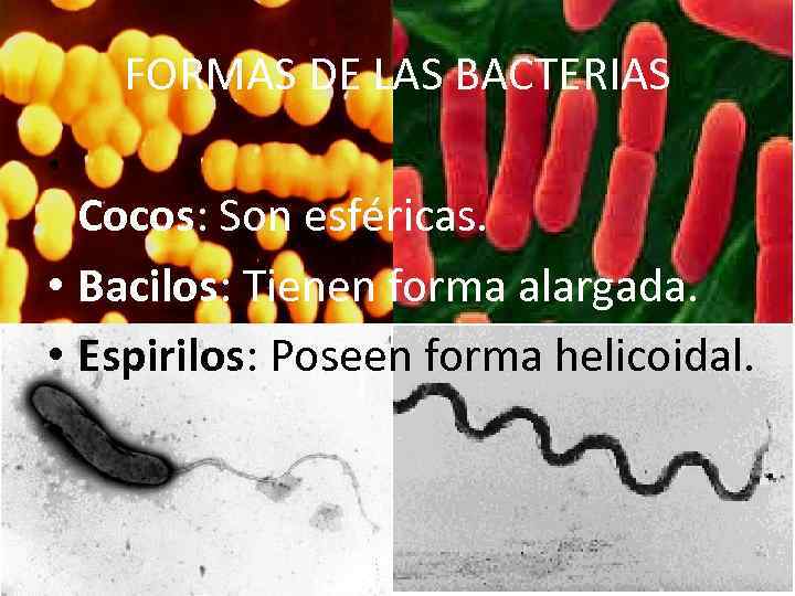 FORMAS DE LAS BACTERIAS • Cocos: Son esféricas. • Bacilos: Tienen forma alargada. •