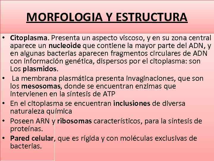 MORFOLOGIA Y ESTRUCTURA • Citoplasma. Presenta un aspecto viscoso, y en su zona central