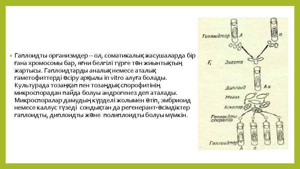  • Гаплоидты организмдер – ол, соматикалық жасушаларда бір ғана хромосомы бар, яғни белгілі