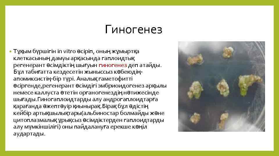 Гиногенез • Тұқым бүршігін in vitro өсіріп, оның жұмыртқа клеткасының дамуы арқасында гаплоидтық регенерант