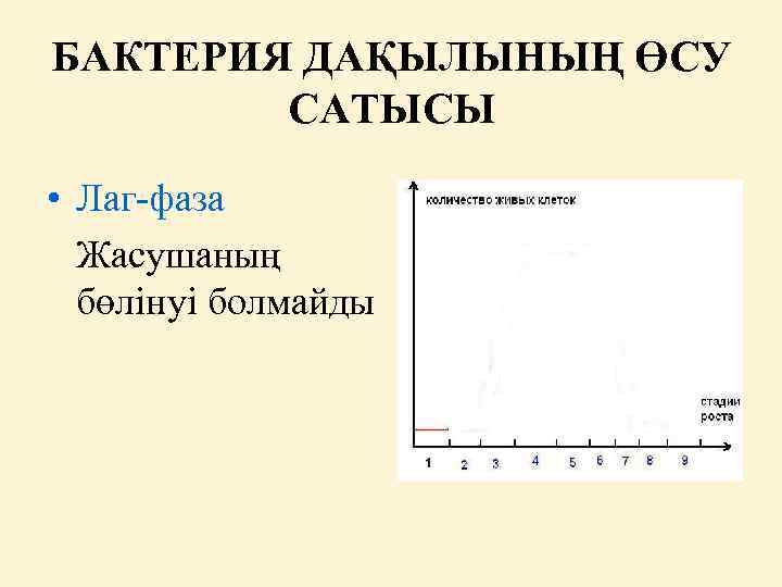 БАКТЕРИЯ ДАҚЫЛЫНЫҢ ӨСУ САТЫСЫ • Лаг-фаза Жасушаның бөлінуі болмайды 