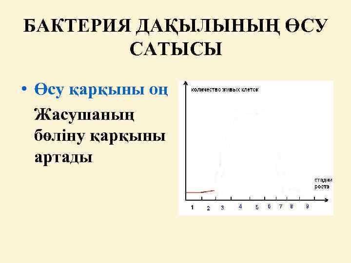 БАКТЕРИЯ ДАҚЫЛЫНЫҢ ӨСУ САТЫСЫ • Өсу қарқыны оң Жасушаның бөліну қарқыны артады 