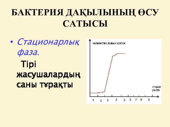 БАКТЕРИЯ ДАҚЫЛЫНЫҢ ӨСУ САТЫСЫ • Стационарлық фаза. Тірі жасушалардың саны тұрақты 