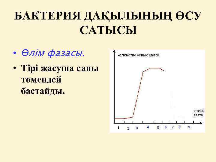 БАКТЕРИЯ ДАҚЫЛЫНЫҢ ӨСУ САТЫСЫ • Өлім фазасы. • Тірі жасуша саны төмендей бастайды. 