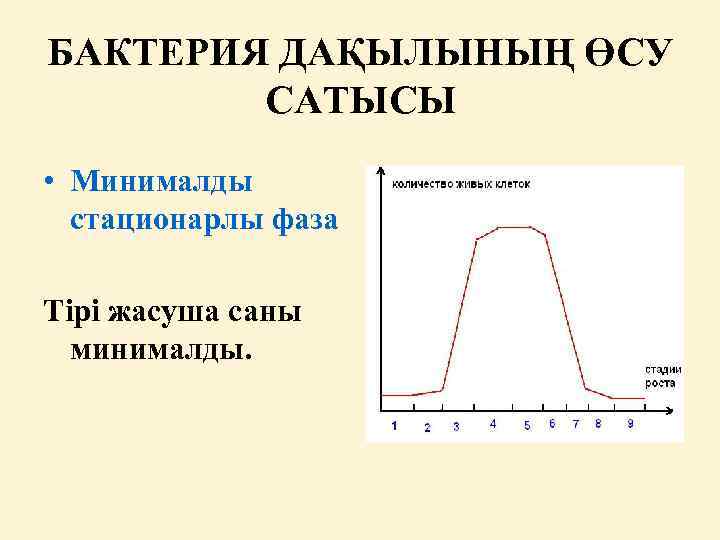 БАКТЕРИЯ ДАҚЫЛЫНЫҢ ӨСУ САТЫСЫ • Минималды стационарлы фаза Тірі жасуша саны минималды. 