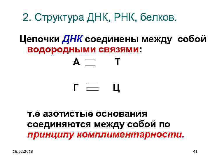 2. Структура ДНК, РНК, белков. Цепочки ДНК соединены между собой водородными связями: А Т