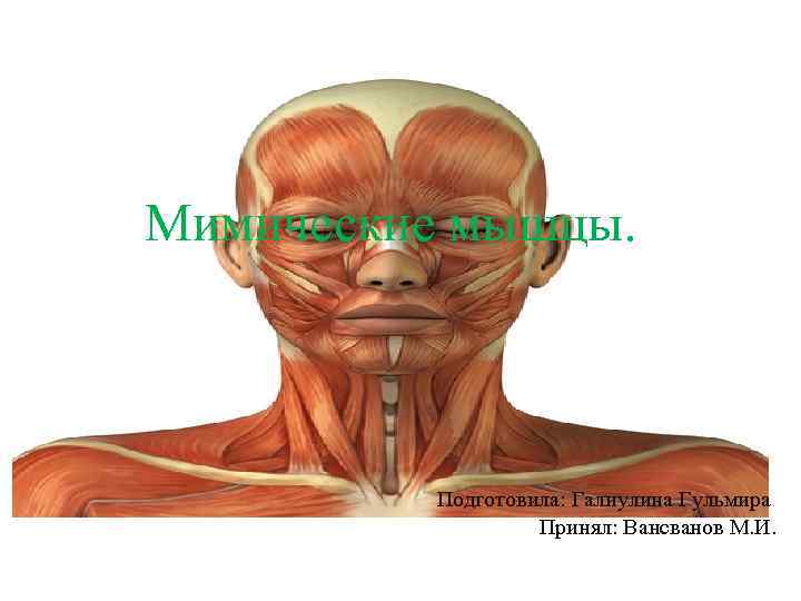 Мимические мышцы. Подготовила: Галиулина Гульмира Принял: Вансванов М. И. 