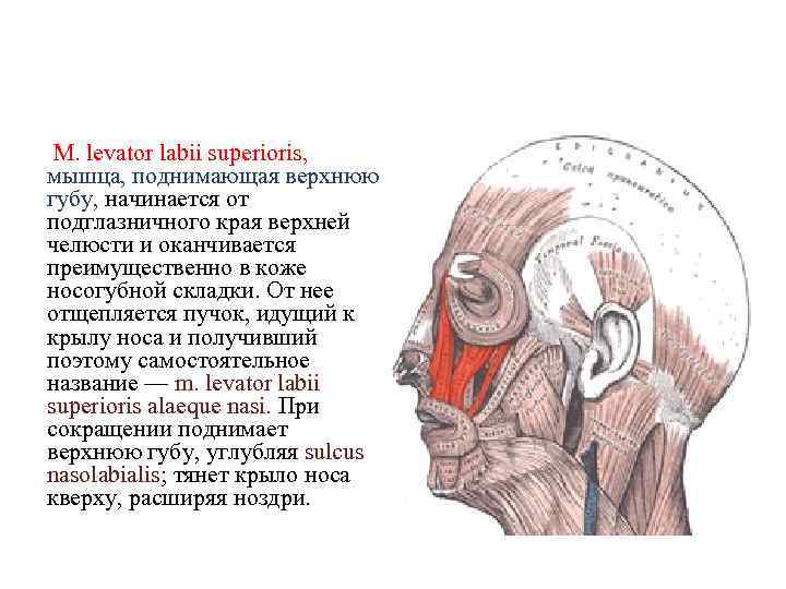 М. levator labii superioris, мышца, поднимающая верхнюю губу, начинается от подглазничного края верхней челюсти