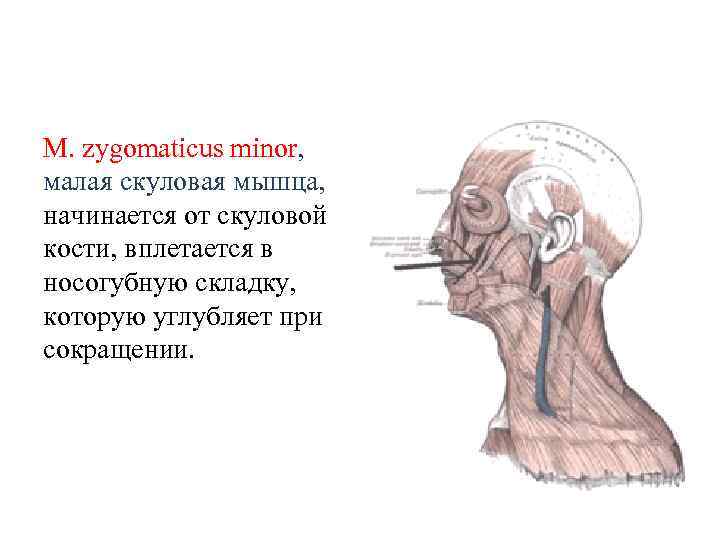 М. zygomaticus minor, малая скуловая мышца, начинается от скуловой кости, вплетается в носогубную складку,
