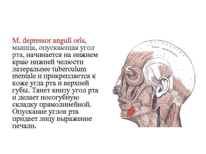 M. depressor anguli oris, мышца, опускающая угол рта, начинается на нижнем краю нижней челюсти