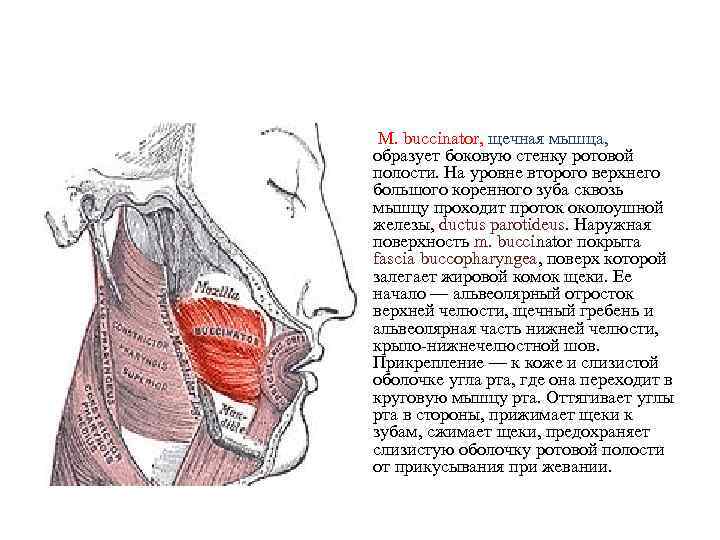 М. buccinator, щечная мышца, образует боковую стенку ротовой полости. На уровне второго верхнего большого