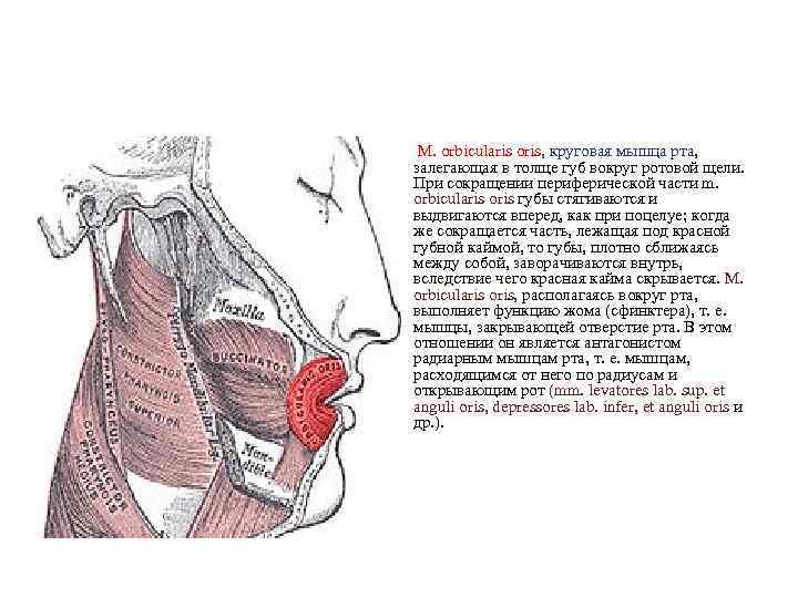 М. orbicularis oris, круговая мышца рта, залегающая в толще губ вокруг ротовой щели. При