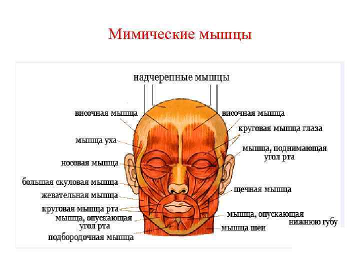 Мимические мышцы 