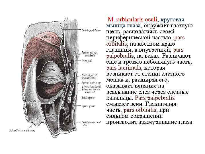 М. orbicularis oculi, круговая мышца глаза, окружает глазную щель, располагаясь своей периферической частью, pars