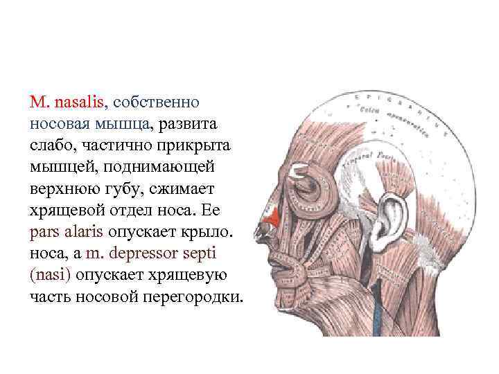 М. nasalis, собственно носовая мышца, развита слабо, частично прикрыта мышцей, поднимающей верхнюю губу, сжимает