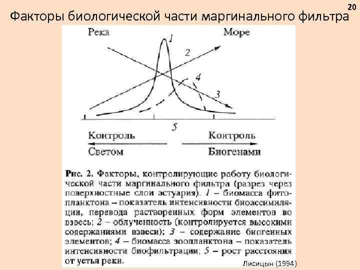 20 Факторы биологической части маргинального фильтра Лисицын (1994) 