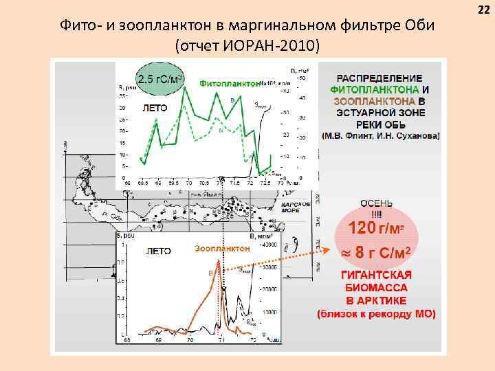 Фито- и зоопланктон в маргинальном фильтре Оби (отчет ИОРАН-2010) 22 