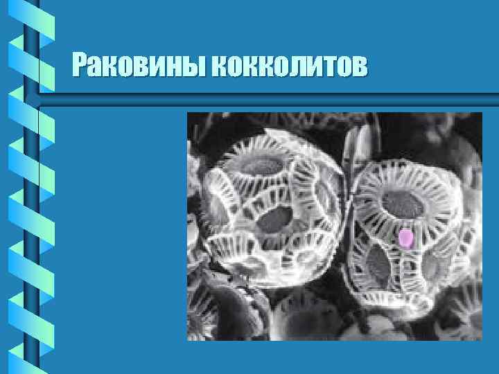 Раковины кокколитов 