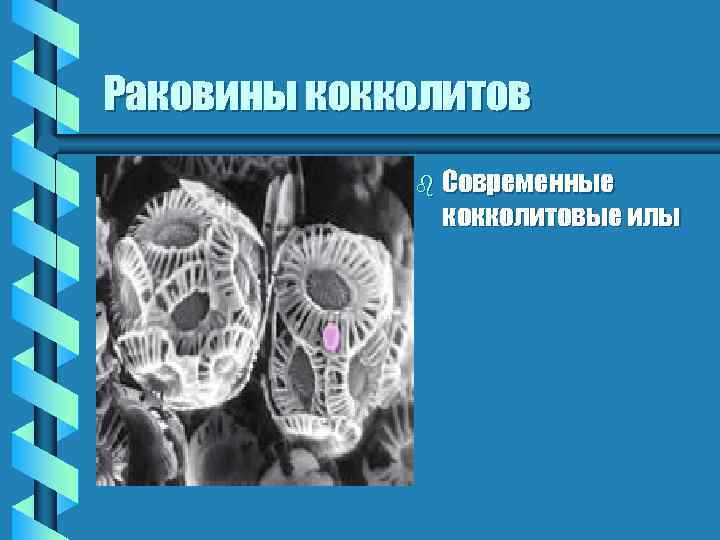 Раковины кокколитов b Современные кокколитовые илы 