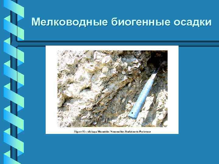 Мелководные биогенные осадки 