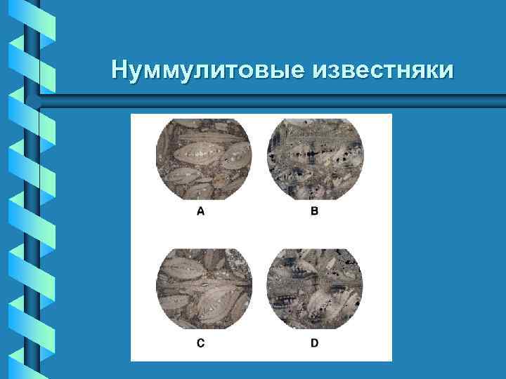 Нуммулитовые известняки 