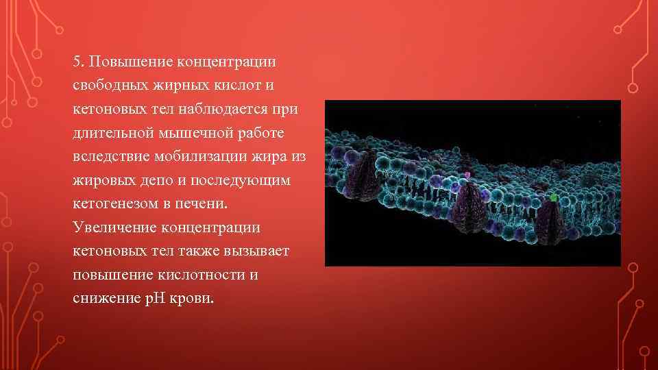 5. Повышение концентрации свободных жирных кислот и кетоновых тел наблюдается при длительной мышечной работе