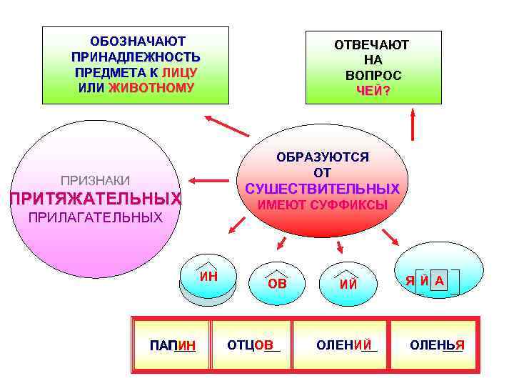 ОБОЗНАЧАЮТ ПРИНАДЛЕЖНОСТЬ ПРЕДМЕТА К ЛИЦУ ИЛИ ЖИВОТНОМУ ОТВЕЧАЮТ НА ВОПРОС ЧЕЙ? ОБРАЗУЮТСЯ ОТ ПРИЗНАКИ