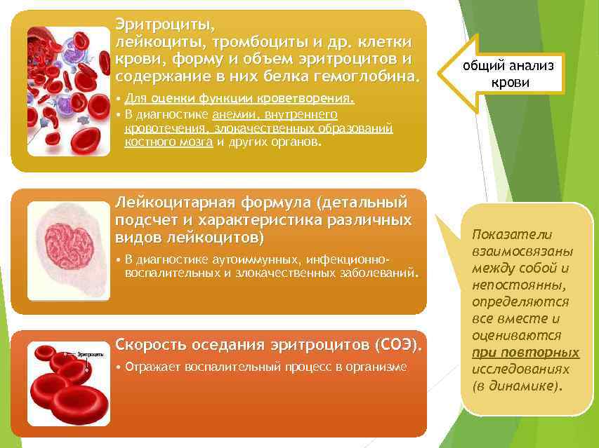 Эритроциты лейкоциты тромбоциты