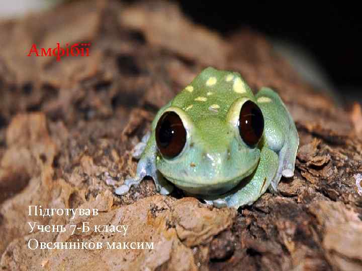  Амфібії Амфібії Підготував учень 7 -Б класу Овсянніков Максим Підготував Учень 7 -Б