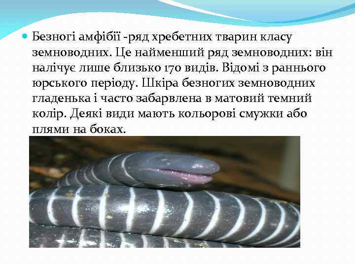  Безногі амфібії -ряд хребетних тварин класу земноводних. Це найменший ряд земноводних: він налічує