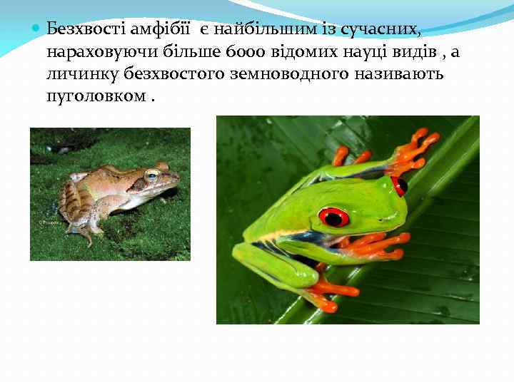  Безхвості амфібії є найбільшим із сучасних, нараховуючи більше 6000 відомих науці видів ,