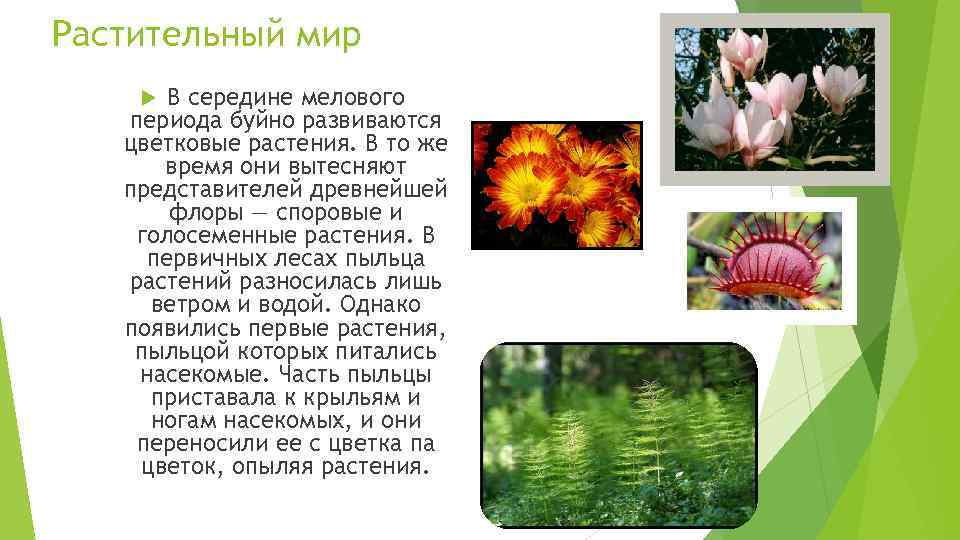 Растительный мир В середине мелового периода буйно развиваются цветковые растения. В то же время