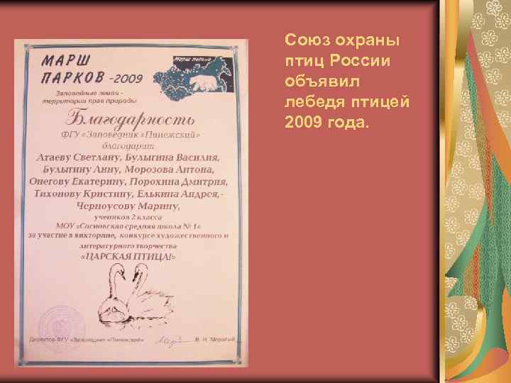 Союз охраны птиц России объявил лебедя птицей 2009 года. 