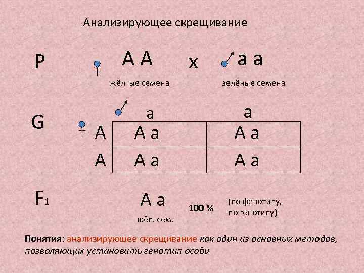 Анализирующее скрещивание АА Р х жёлтые семена G F 1 А А зелёные семена