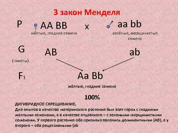 Р 3 закон Менделя АА ВВ жёлтые, гладкие семена G (гаметы) F 1 х