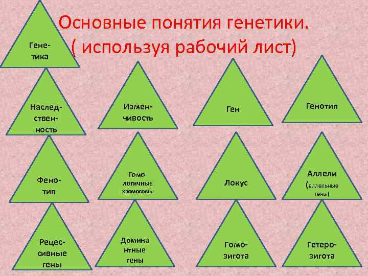 Генетика Основные понятия генетики. ( используя рабочий лист) Наследственность Фенотип Рецессивные гены Изменчивость Гомологичные