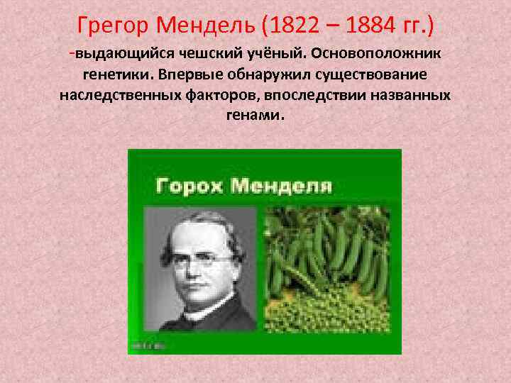 Грегор Мендель (1822 – 1884 гг. ) -выдающийся чешский учёный. Основоположник генетики. Впервые обнаружил