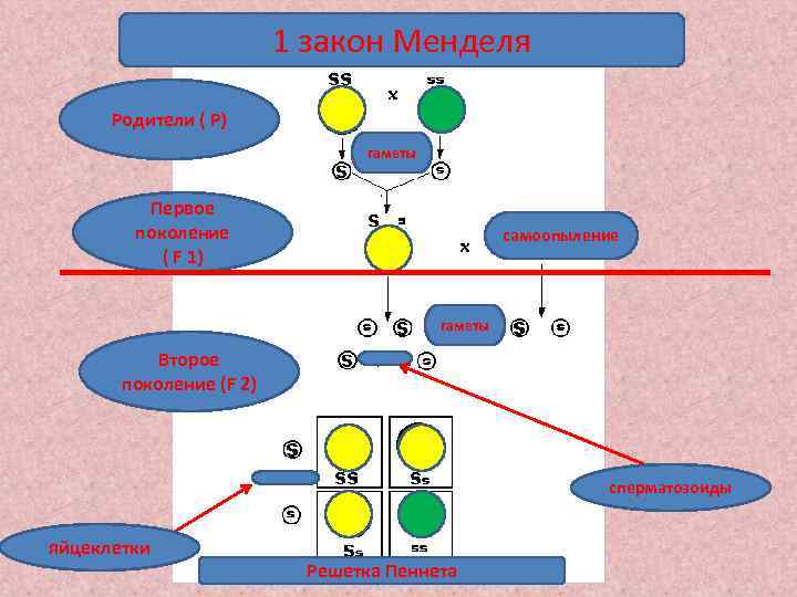 1 закон Менделя Родители ( Р) гаметы Первое поколение ( F 1) самоопыление гаметы