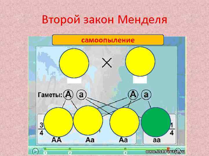 Второй закон Менделя самоопыление 