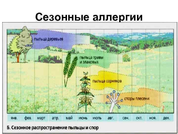 Сезонные аллергии 