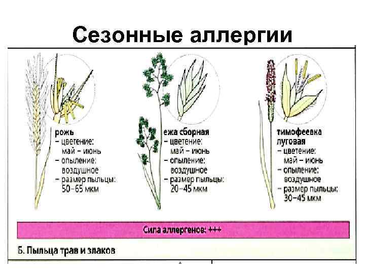 Сезонные аллергии 