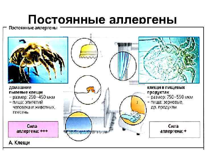Постоянные аллергены 