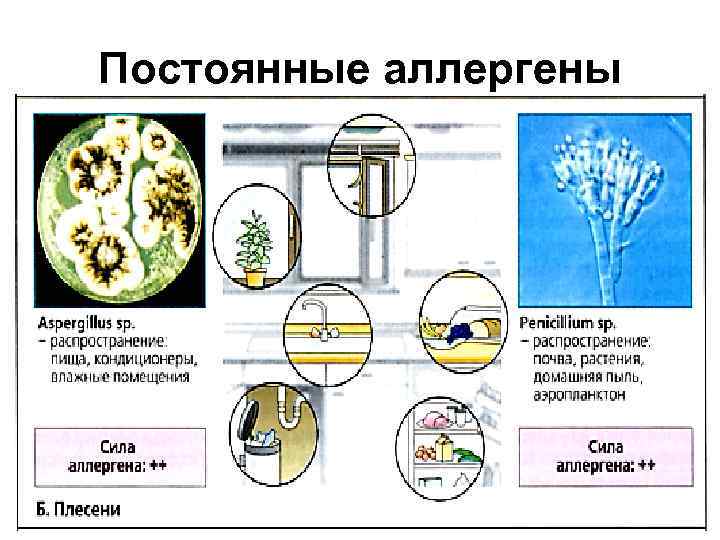 Постоянные аллергены 