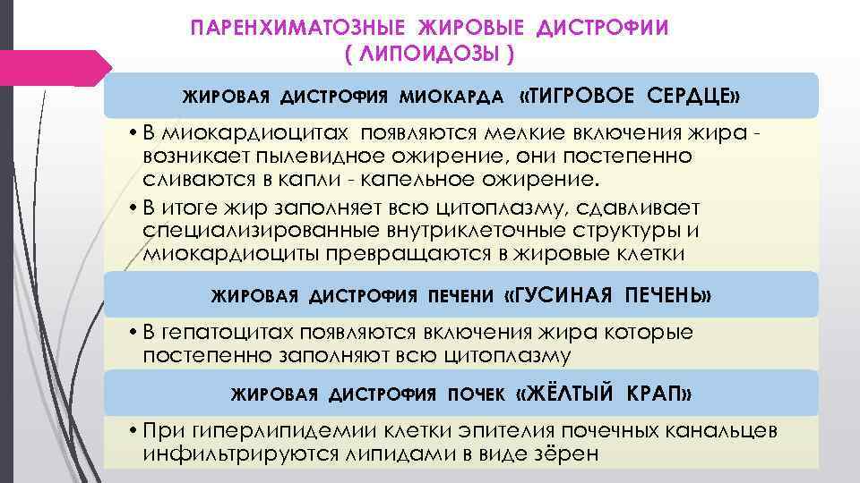 ПАРЕНХИМАТОЗНЫЕ ЖИРОВЫЕ ДИСТРОФИИ ( ЛИПОИДОЗЫ ) «ТИГРОВОЕ СЕРДЦЕ» ЖИРОВАЯ ДИСТРОФИЯ МИОКАРДА • В миокардиоцитах