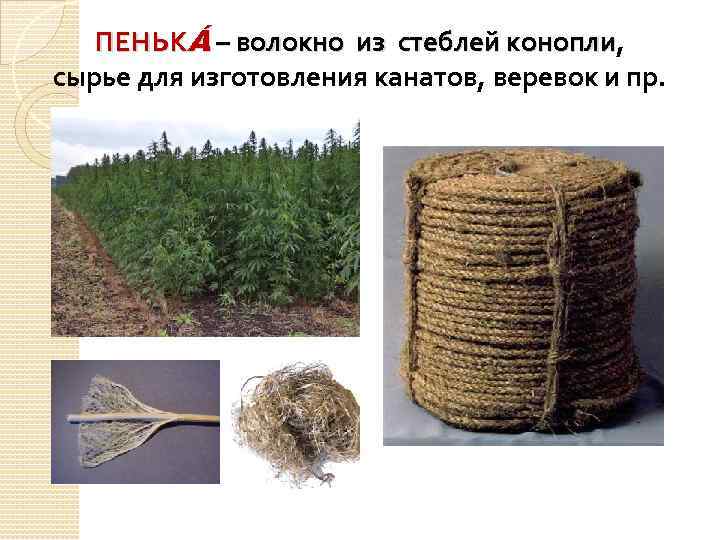 Получение ткани из конопли русский огород каталог весна 2021
