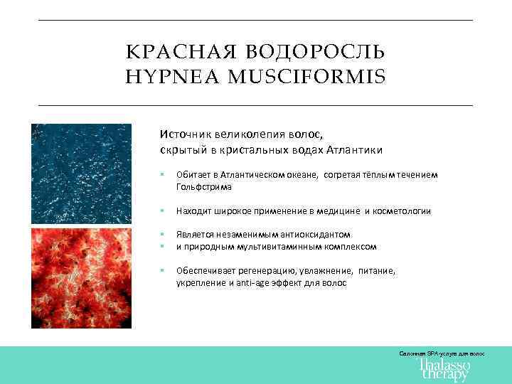 КРАСНАЯ ВОДОРОСЛЬ HYPNEA MUSCIFORMIS Источник великолепия волос, скрытый в кристальных водах Атлантики § Обитает