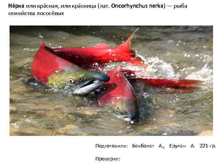 Не рка или кра сная, или кра сница (лат. Oncorhynchus nerka) — рыба семейства