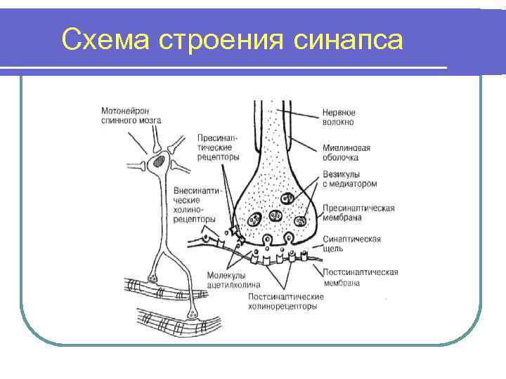 Синапс нижний новгород