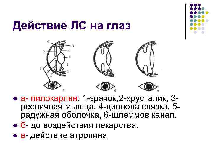 Действие ЛС на глаз l l l а- пилокарпин: 1 -зрачок, 2 -хрусталик, 3